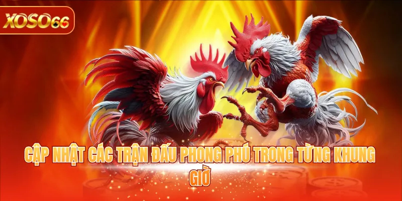 Đá Gà Philippines - Giải Trí Trực Tuyến Vô Cùng Hấp Dẫn 3 Cập nhật các trận đấu phong phú trong từng khung giờ